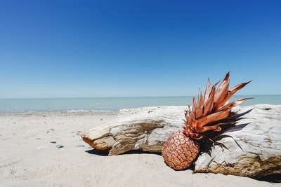 During the day on the bank of grey learning pineapple trunk
